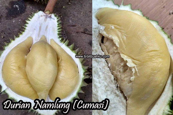 buah durian cumasi