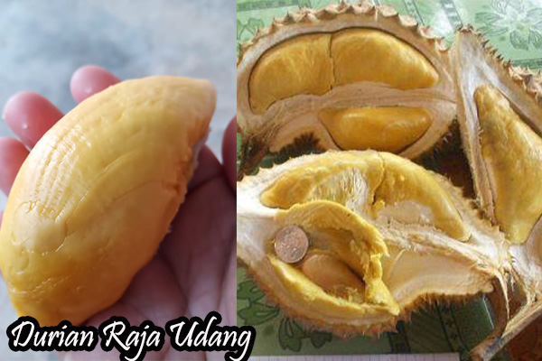 buah durian raja udang