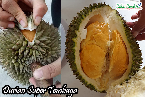 buah durian super tembaga