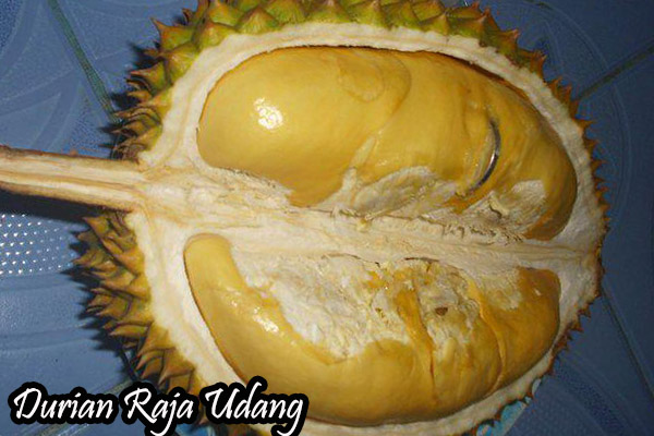durian raja udang