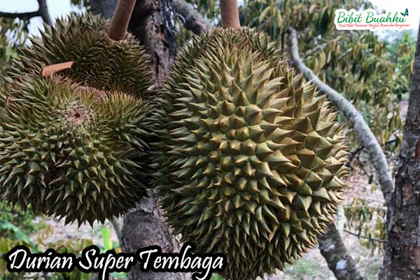 pohon durian super tembaga