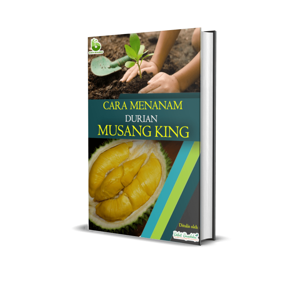 CARA MENANAM DURIAN MUSANG KING