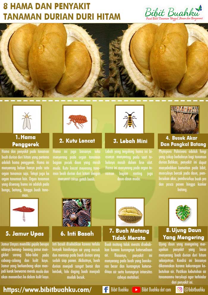 Duri tajam yang digunakan untuk melindungi diri pada pohon durian terdapat pada bagian kulit