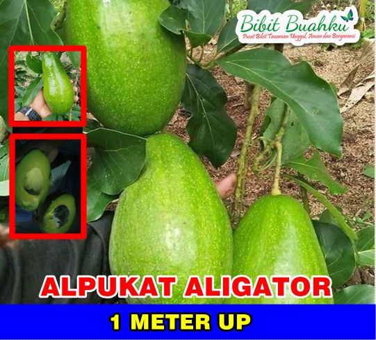 Alpukat Aligator 1 Meter UP