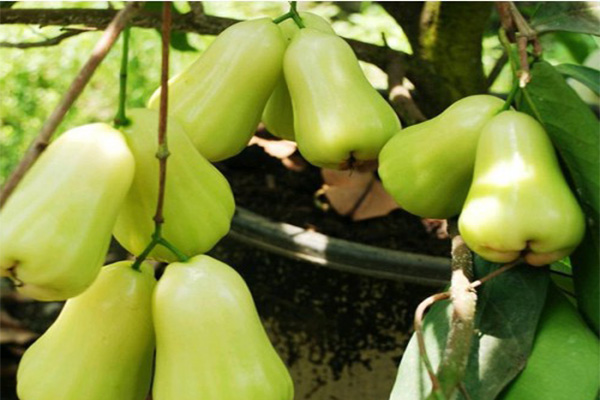 Tabulampot Jambu Air Madu Dheli Hijau