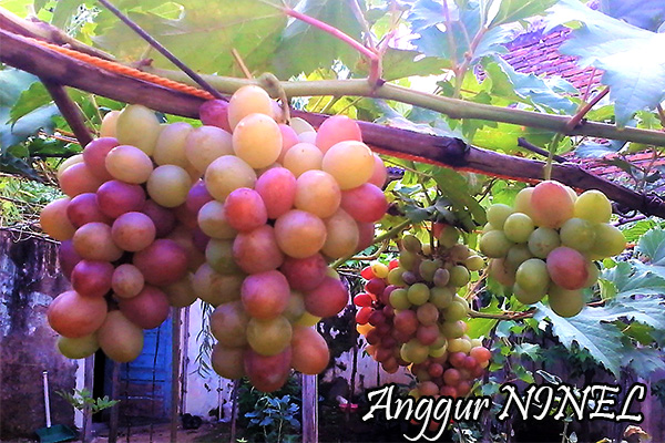 anggur ninel