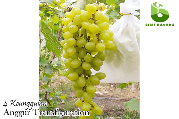 buah anggur transfiguration