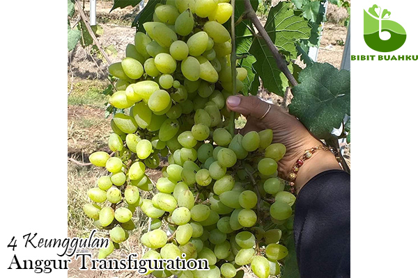 keunggulan anggur transfiguration