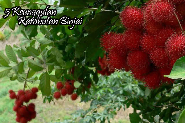 keunggulan rambutan binjai