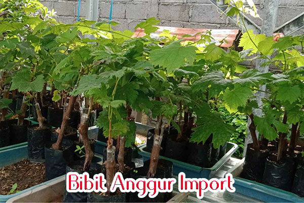 Bibit anggur import