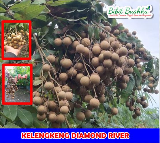 Kelengkeng Diamond River