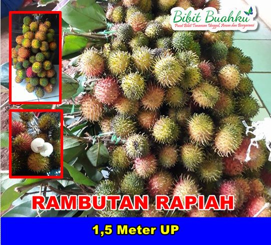 Rambutan Rapiah 1,5 Meter UP