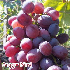 Anggur ninel