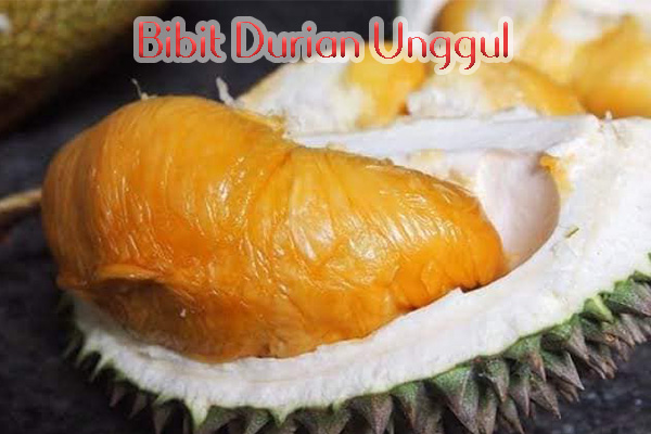 jual bibit durian unggul