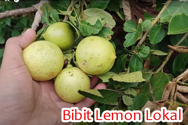 bibit lemon lokal