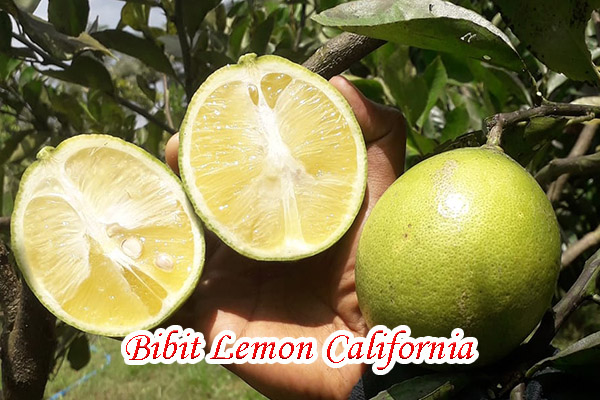 jual bibit lemon california