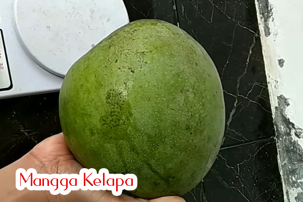 harga bibit mangga jumbo