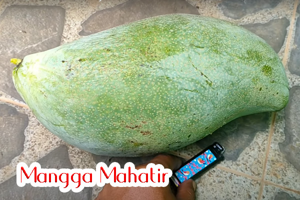 Mangga Mahatir