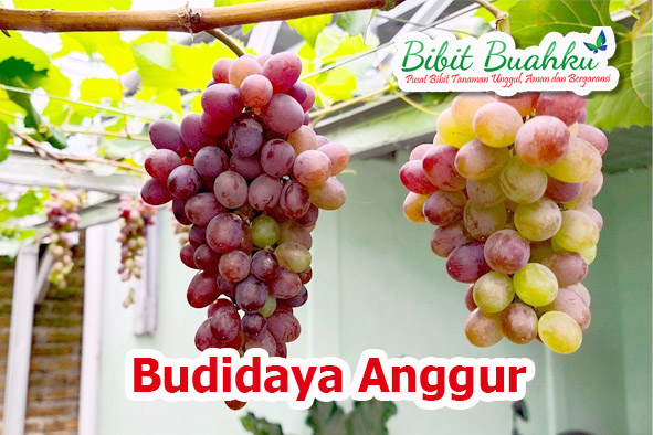 Budidaya bibit anggur