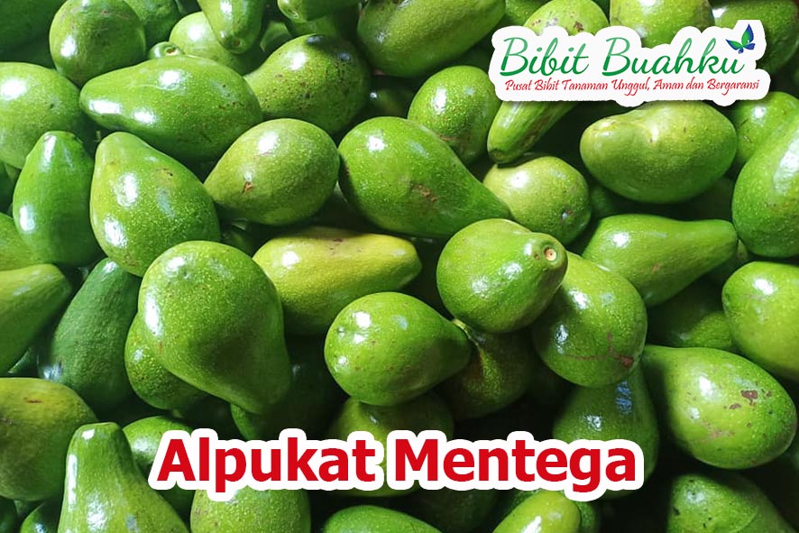 Budidaya alpukat mentega import