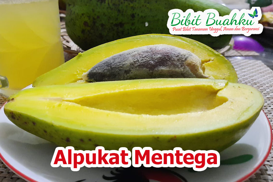 budidaya alpukat mentega unggul