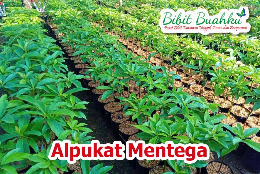 budidaya alpukat mentega unggul