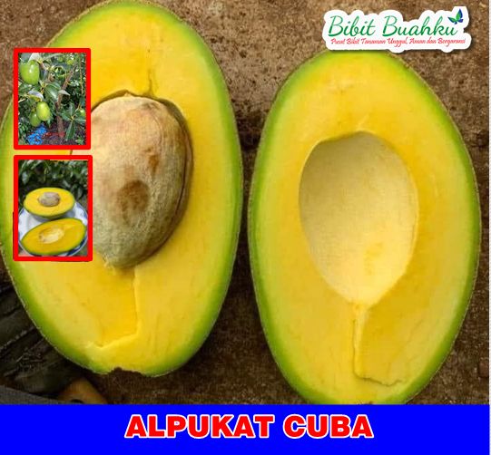 Alpukat Cuba 1