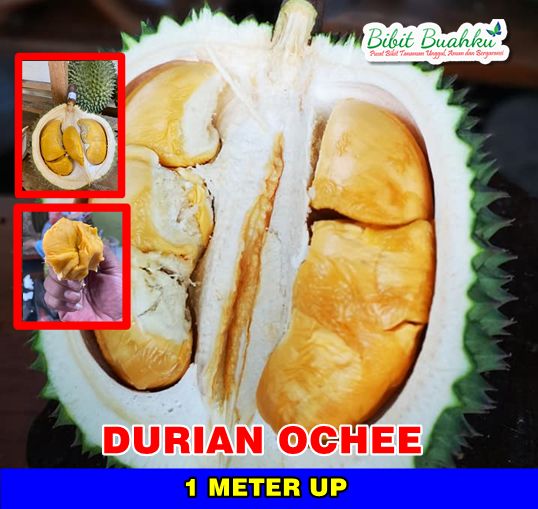 Durian Ochee 1 meter