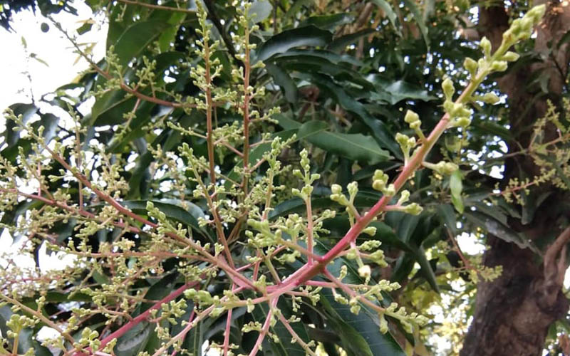 cara merawat pohon mangga yang berbunga