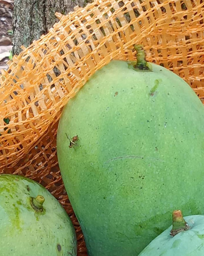 cara merawat pohon mangga yang berbunga agar tidak rontok