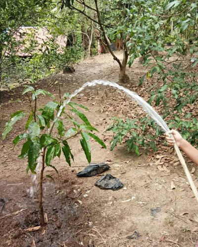 3 cara agar buah mangga tidak pecah