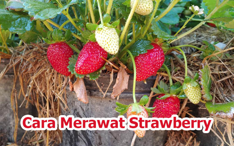 cara merawat tanaman strawberry