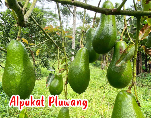 Harga bibit alpukat pluwang
