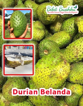 Jual Bibit Durian Belanda Unggul