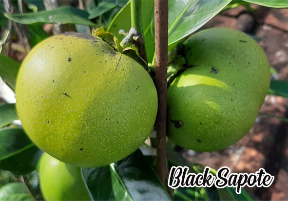 budidaya tanaman black Sapote