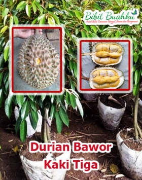 Jual Bibit Durian Bawor Kaki 3