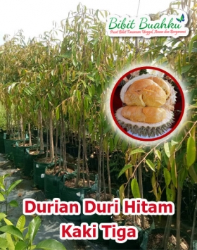 Jual Bibit Durian Duri Hitam kaki 3