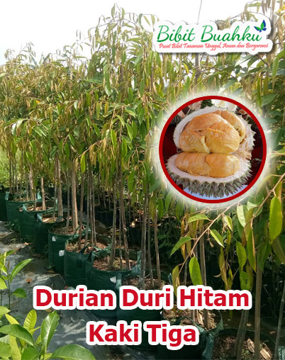 Jual Bibit Durian Duri Hitam kaki 3