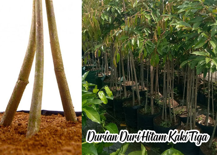 Bibit Durian Duri Hitam Kaki 3
