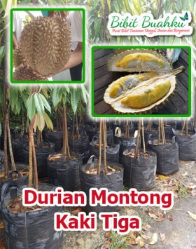 Jual Bibit Durian Montong Kaki 3