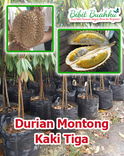 Jual Bibit Durian Montong Kaki 3