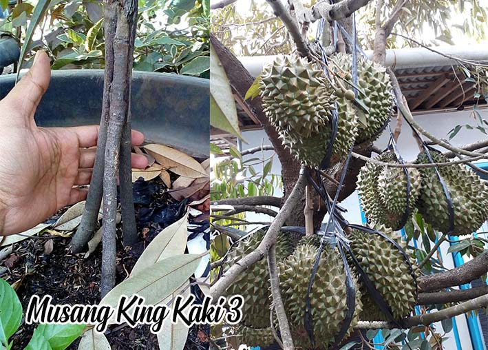 keunggulan durian musang king kaki 3