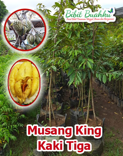 Jual Bibit Durian Musang King Kaki 3 Unggul