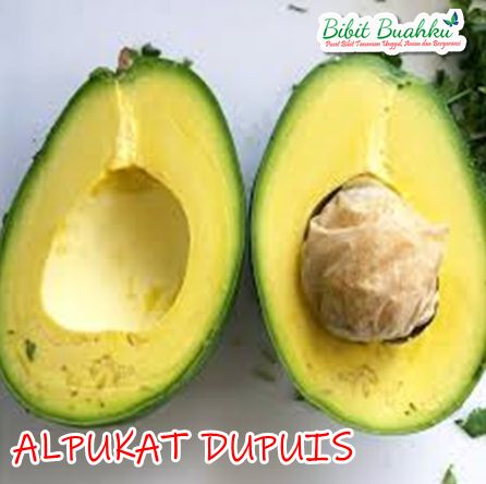Alpukat Dupuis 1