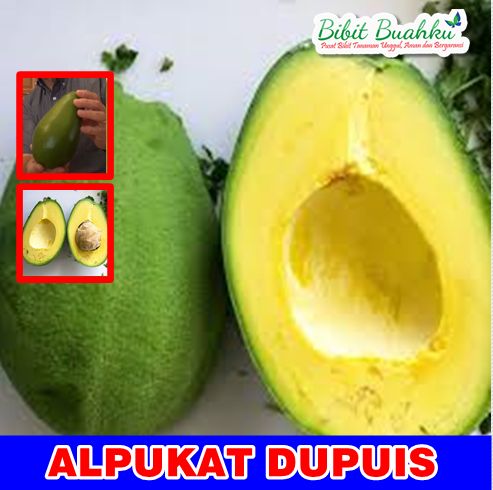 Alpukat Dupuis