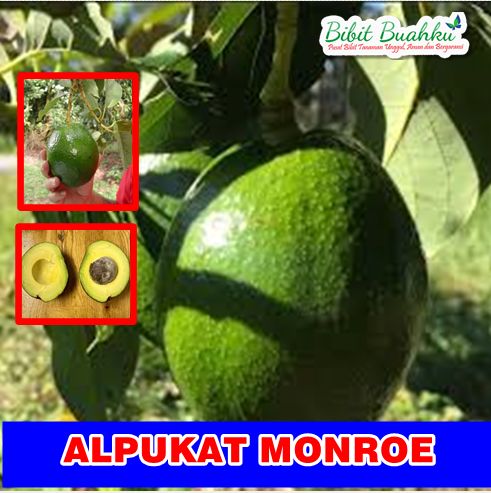 Alpukat Monroe