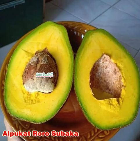 Alpukat Roro Subaka 1