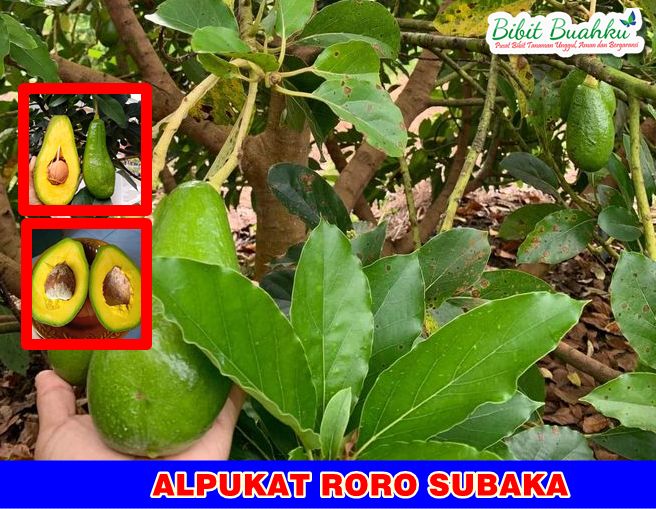 Alpukat Roro Subaka