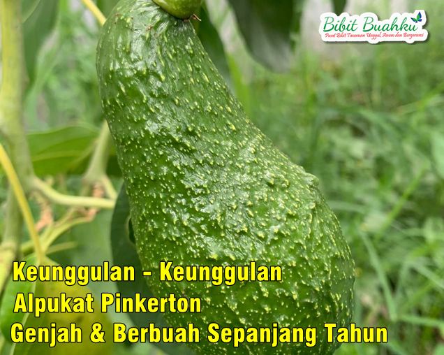 Keunggulan Alpukat Pinkerton