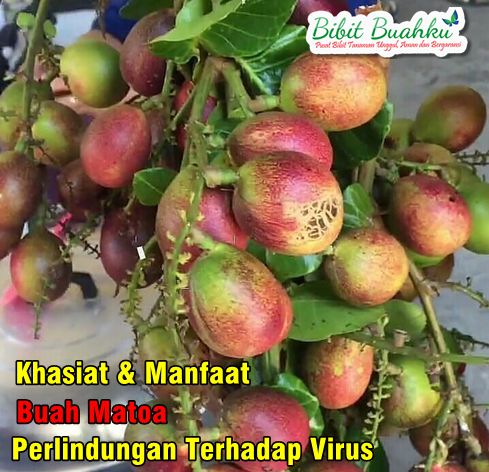 Manfaat Buah Matoa
